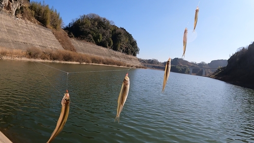 ワカサギの釣果