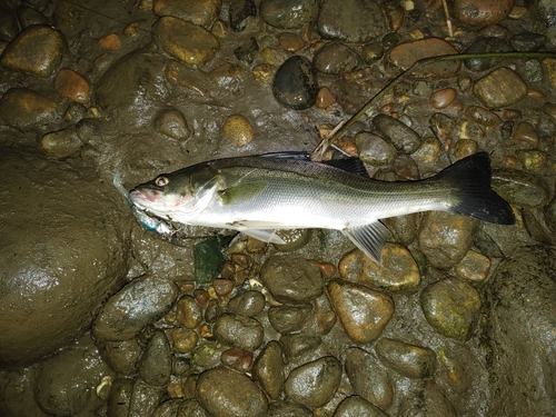 セイゴ（マルスズキ）の釣果