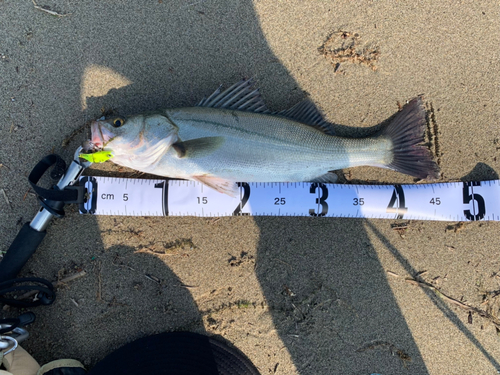 スズキの釣果