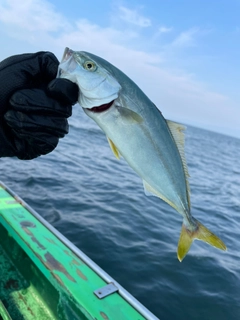 ワカシの釣果