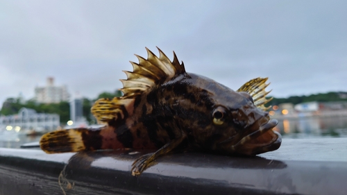 ベッコウゾイの釣果