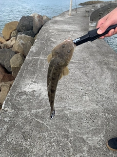 マゴチの釣果