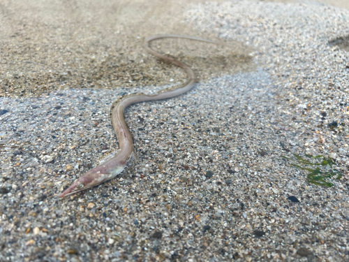 ダイナンウミヘビの釣果