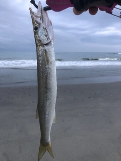 カマスの釣果