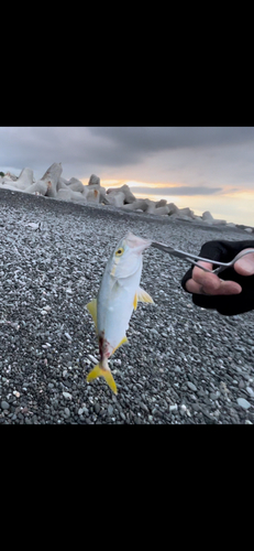 ワカシの釣果