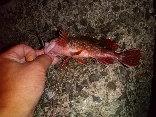 カサゴの釣果