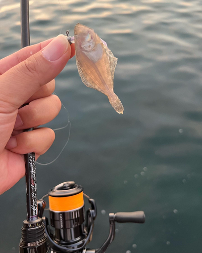 ヒラメの釣果