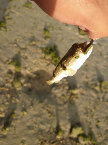 オキナワフグの釣果