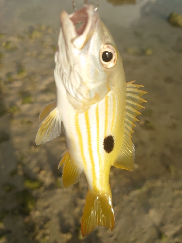 ヤマトビーの釣果