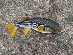 シマフグの釣果