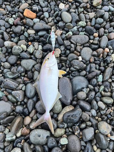 ショゴの釣果