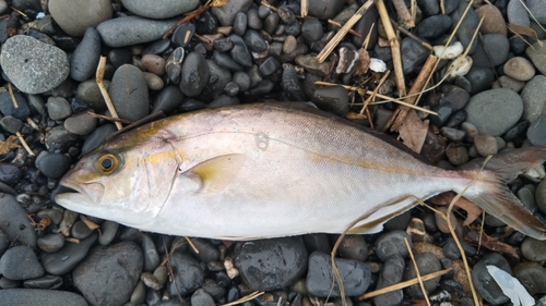 ショゴの釣果