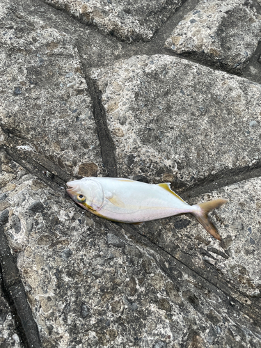 ショゴの釣果