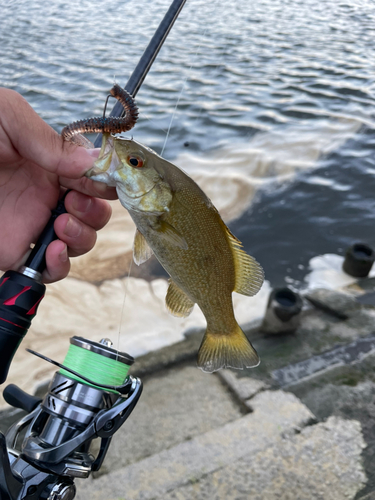 スモールマウスバスの釣果