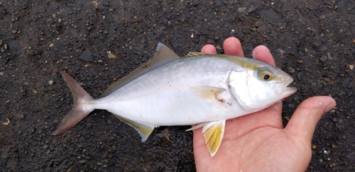 カンパチの釣果