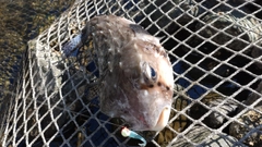 イシガキフグの釣果