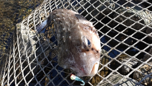 イシガキフグの釣果