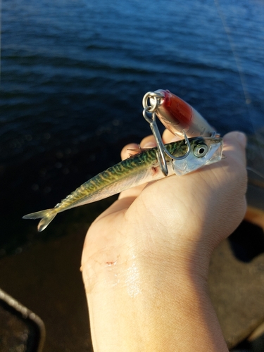 サバの釣果