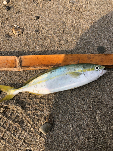 ワカシの釣果