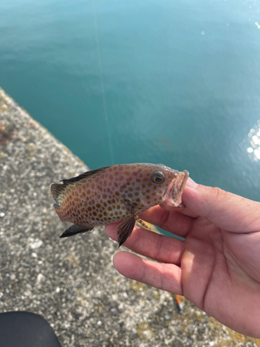 オオモンハタの釣果