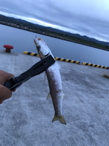 カマスの釣果