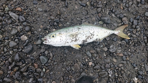 ワカナゴの釣果