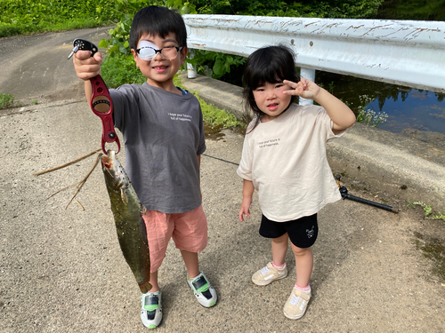 ナマズの釣果