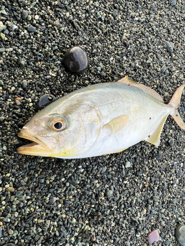 ショゴの釣果