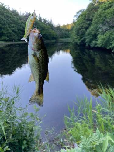 ラージマウスバスの釣果