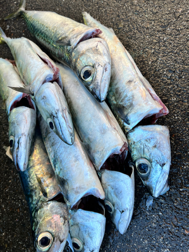 サバの釣果