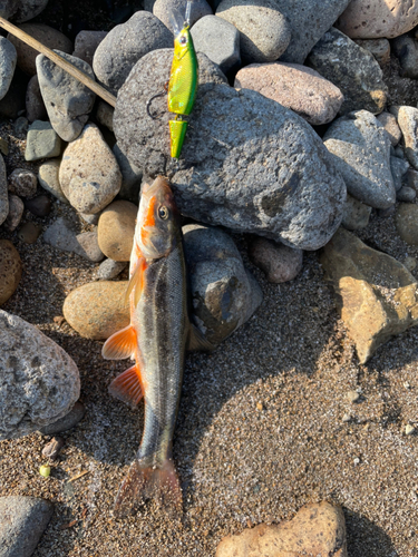 ウグイの釣果