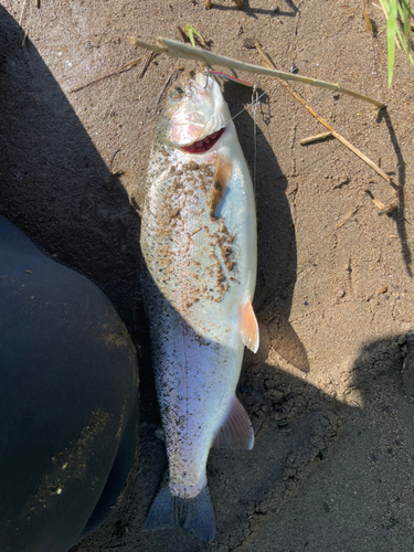 ニジマスの釣果