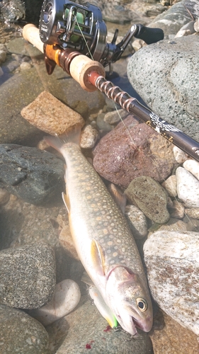 イワナの釣果