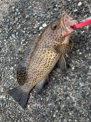 オオモンハタの釣果