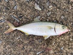 ツバスの釣果