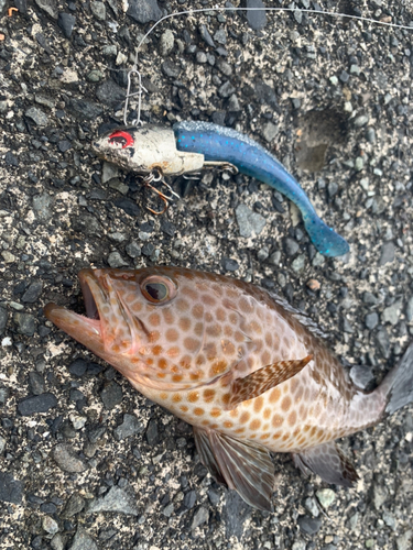 オオモンハタの釣果