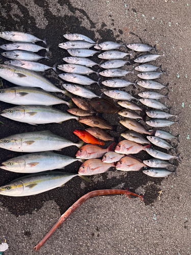 イサキの釣果