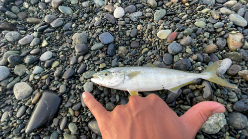 ワカシの釣果