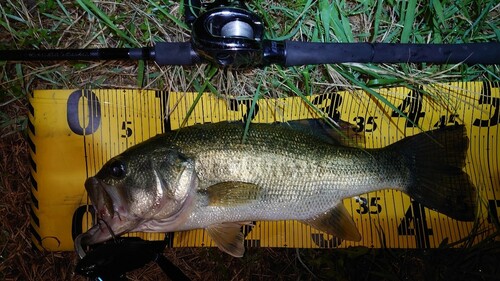 ブラックバスの釣果