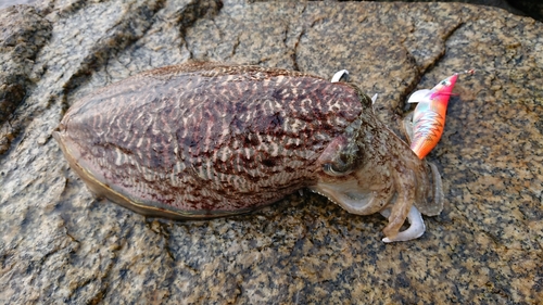 ハリイカの釣果