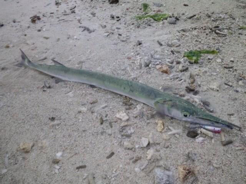 オキザヨリの釣果