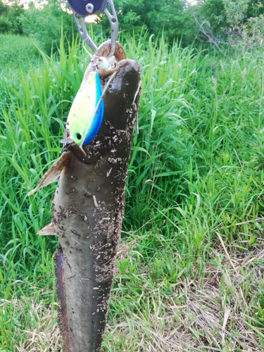 マナマズの釣果