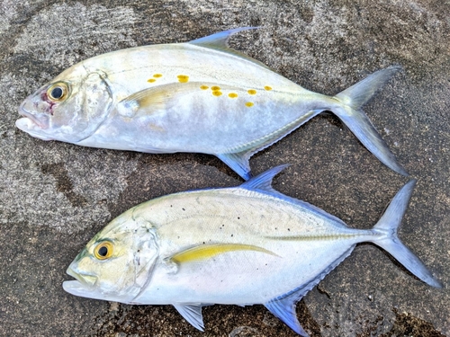 ナンヨウカイワリの釣果