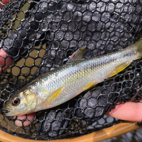 カワムツの釣果