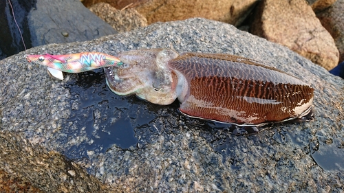 ハリイカの釣果