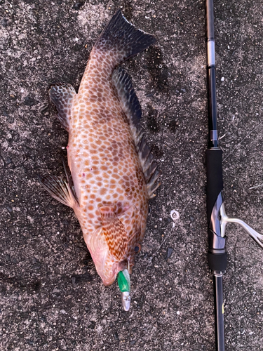 オオモンハタの釣果