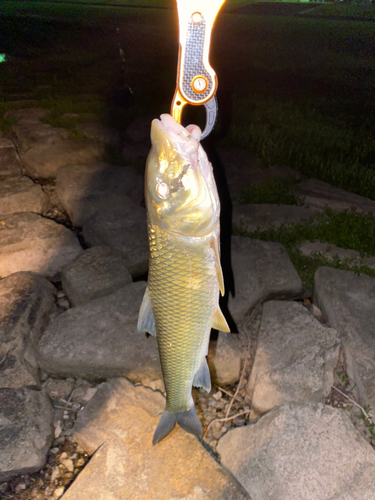 ニゴイの釣果