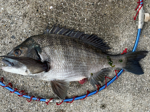 チヌの釣果