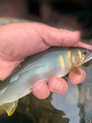 アユの釣果