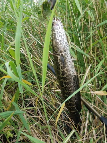 ライギョの釣果